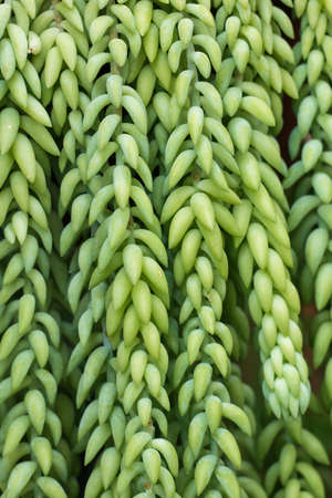 Sedum morganianum E. Walther, the donkey tail or burro's tail, flowering plant in the family Crassulaceae, native to southern Mexico, natural green background.の写真素材