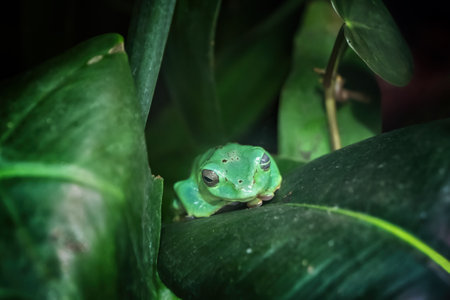 The Chinese Flying Frog (Rhacophorus dennysi, Zhangixalus dennysi), tree frog in the family Rhacophoridae, native region: tropical lowland forests of China, Laos, Burma and Vietnam.の写真素材