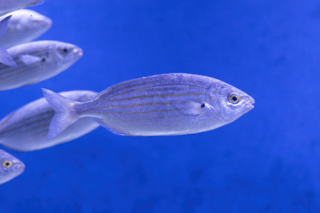 Sarpa salpa, Salpa Saunders Tern, the ray-finned fish or toad fish in the family Sparidae, region:...