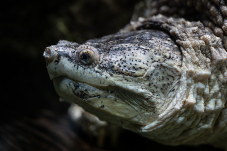 The common snapping turtle (Chelydra serpentina) head, underwater portrait of large freshwater turtle in the family Chelydridae, native region: North America.の写真素材