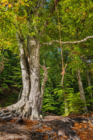 Simple swing made of rope and wooden stick fixed to a beech tree on the edge of the forest in autumn.の写真素材