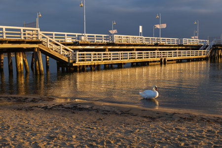 Sopot Pier at sunrise, lonely swan and beach at the Baltic Sea in resort town of Sopot in Poland.の写真素材