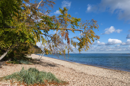 Redlowska Beach at Baltic Sea in Gdynia, Poland, autumn tree leaning over the sand.の写真素材