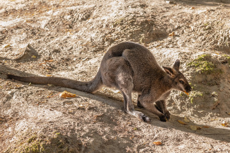 The red-necked wallaby (Notamacropus rufogriseus) or Bennett Wallaby macropod marsupial with leaf in mouth, animal in the family Macropodidae, native region: Australia.の写真素材
