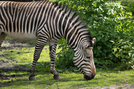 Hartmann's mountain zebra (Equus zebra Hartmannae) grazing, animal in the family Equidae, native region: mountainous areas of south-western Angola and Namibia.の写真素材