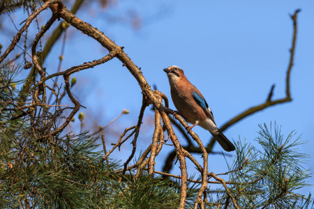 The Eurasian jay (Garrulus glandarius) on a tree branch in spring, passerine bird in the family Corvidae.の写真素材
