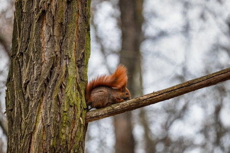 The red squirrel (Sciurus vulgaris) on tree branch in the forest with tail over its back, cute little arboreal rodent in the family Sciuridae sits at bark branch ridge.の写真素材