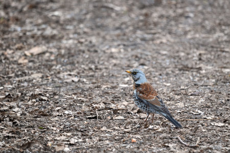 The fieldfare (Turdus pilaris) on the ground, bird in the thrush family Turdidae.
