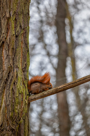 The red squirrel (Sciurus vulgaris) on tree branch in the forest with tail over its back, cute little arboreal rodent in the family Sciuridae sits at bark branch ridge.の写真素材