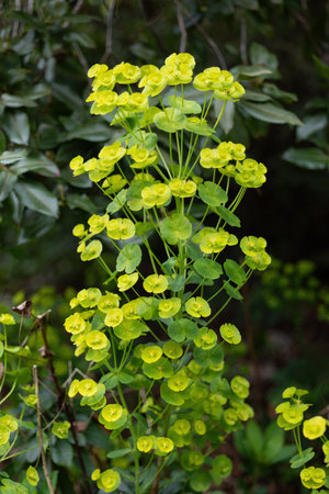 Euphorbia amygdaloides var. robbiae or wood spurge, bushy evergreen perennial flowering plant in the family Euphorbiaceae, native to woodland Europe, Turkey and the Caucasus.の写真素材