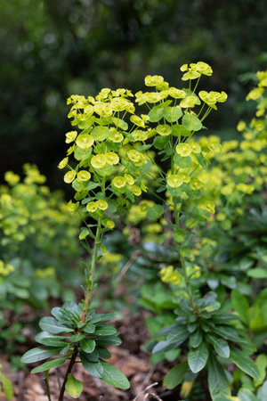 Euphorbia amygdaloides var. robbiae or wood spurge, bushy evergreen perennial flowering plant in the family Euphorbiaceae, native region: woodland Europe, Turkey and the Caucasus.の写真素材