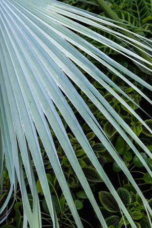 Mexican blue palm (Brahea armata) leaf, also known as blue hesper palm, large evergreen tree in family Arecaceae, endemic to Baja California, Mexico.の写真素材