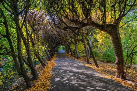 Tree tunnel in the Oliwa Park (Oliwski) in city of Gdansk in Poland. Alley in autumn with beech trees forming a natural archway.の写真素材