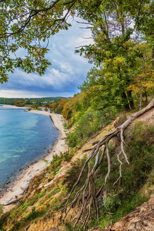 Baltic Sea coastal landscape with fallen tree in autumn, view from top of a cliff in Gdynia, Poland, Europe.の写真素材