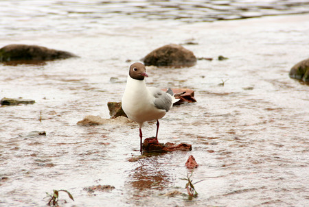 St. Petersburg, seagull walking along the Neva River