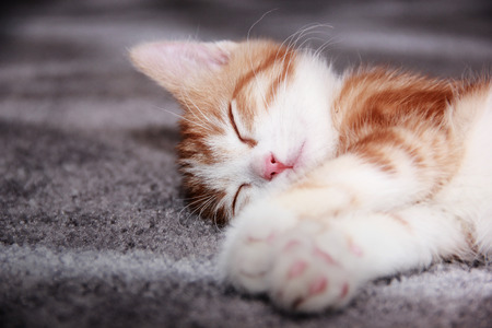 Kitten sleeping on the carpet