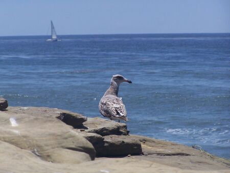Seagullの写真素材