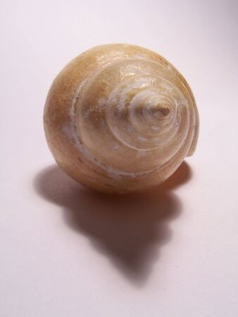 Shell