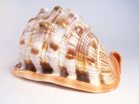 Shell