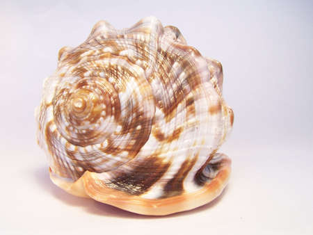 Shell
