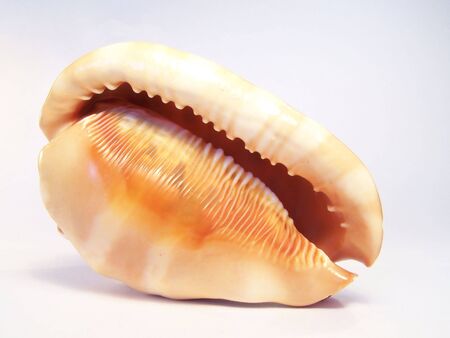 Shell