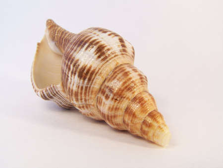 Shell