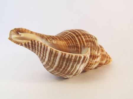 Shell