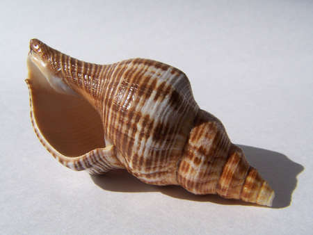 Shell