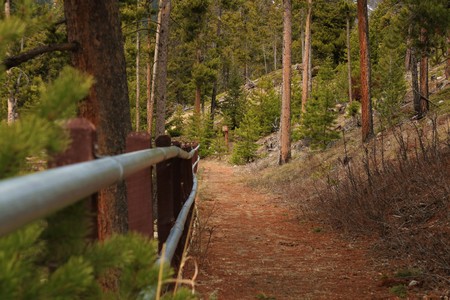 A Path in the Forestの写真素材