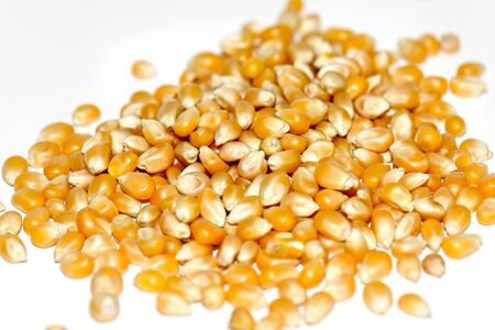 Corn seeds