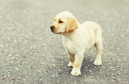 Cute dog puppy Labrador Retriever on the street pavement の写真素材