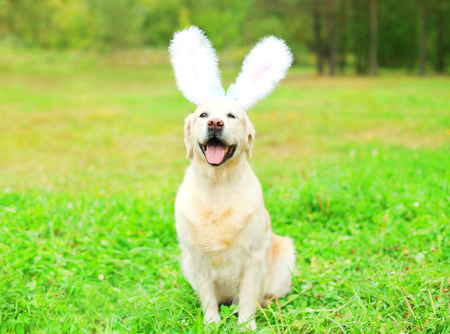 Happy Golden Retriever dog with a rabbit ears is sitting on the grass in a spring dayの写真素材