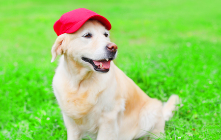 Happy Golden Retriever dog on the grass in a red baseball capの写真素材