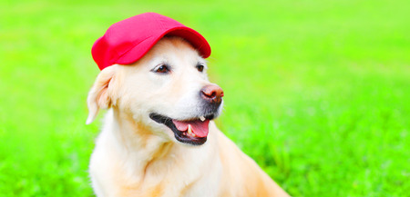 Funny Golden Retriever dog on the grass in a red baseball capの写真素材