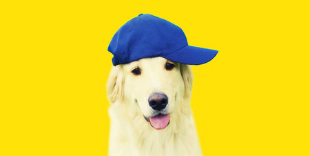 Portrait of happy stylish Golden Retriever dog in blue baseball cap isolated on yellow backgroundの写真素材