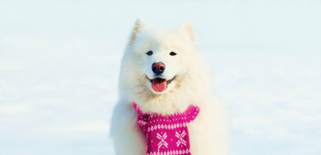 Winter portrait of happy white Samoyed dog in pink knitted scarf sitting on snow in the parkの写真素材