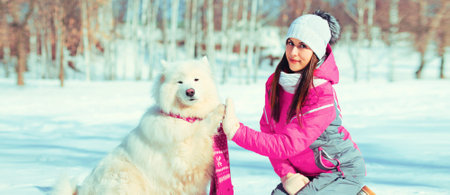 Young woman owner giving hand to paw high five with white Samoyed dog in winter parkの写真素材