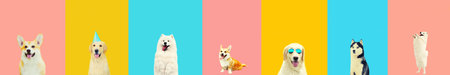 Collage of different happy Golden Retriever dog, Samoyed, Husky and Welsh Corgi Pembroke on colorful blue pink backgroundの写真素材