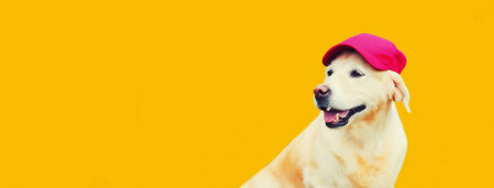 Portrait of Golden Retriever dog in red baseball cap looking away on yellow backgroundの写真素材