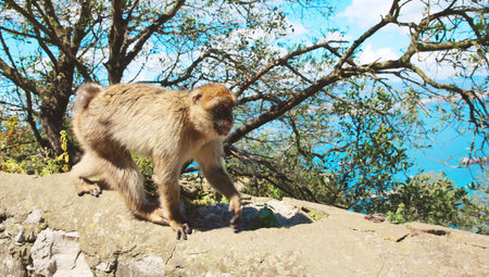 The Barbary Macaque monkeys of Gibraltar, United Kingdom