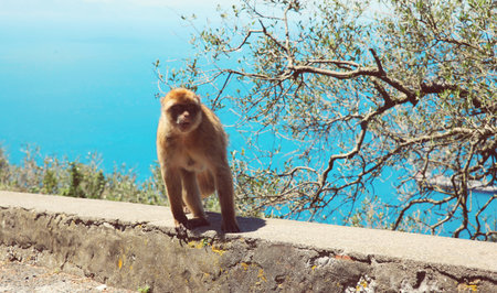 The Barbary Macaque monkeys of Gibraltar, United Kingdomの写真素材