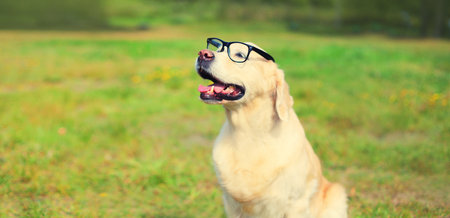 Golden Retriever dog in eyeglasses on the grass on a summer dayの写真素材