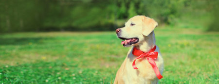 Portrait of Golden Retriever dog with red bow tie looking away sitting on green grass in summer parkの写真素材