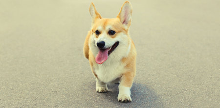 Beautiful happy young Welsh Corgi Pembroke dog walking on city street, animal, pet conceptの写真素材