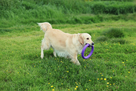 Active happy young Golden Retriever dog playing with rubber ring toy outdoors on green grass in summer parkの写真素材