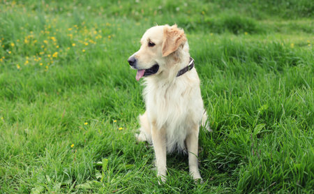 Beautiful happy young Golden Retriever dog outdoors sitting on green grass in summer parkの写真素材