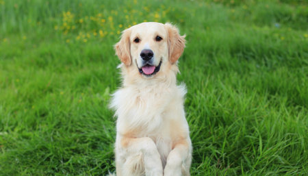 Beautiful active happy young Golden Retriever dog outdoors standing on its hind paws on green grass in summer parkの写真素材