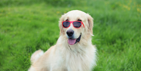 Portrait of Golden Retriever dog in red sunglasses outdoors sitting on green grass in summer parkの写真素材