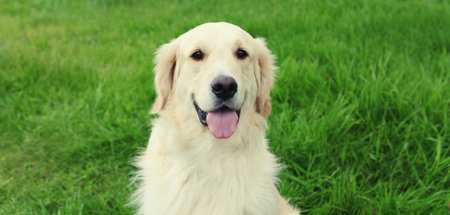 Portrait of beautiful happy young Golden Retriever dog outdoors sitting on green grass in summer...