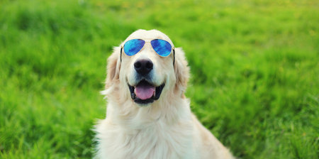 Portrait of Golden Retriever dog in sunglasses outdoors sitting on green grass in summer park